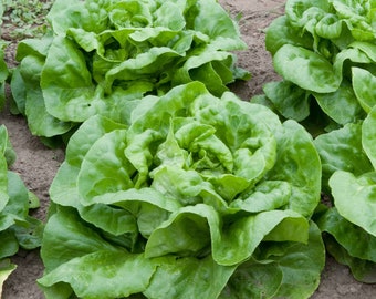 Buttercrunch Lettuce Seeds - Organic, Heirloom, Open Pollinated, Non GMO - Grow Indoors, Outdoors, In Grow Beds, Hydroponics, Aquaponic