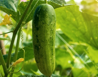Cucumber Muncher Seeds - biologisch, erfstuk, open bestoven, niet-ggo-vrij - binnen en buiten kweken, potten, kweekbedden, hydrocultuur, aquacultuur