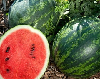 Watermelon Sugar Baby Seeds - Organic, Heirloom, Open Pollinated, Non GMO - Grow Indoor, Outdoor, In Grow Beds, Hydroponics, Aquaponics