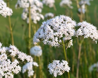 Anise Seeds - Organic, Heirloom, Open Pollinated, Non GMO