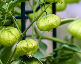 Semillas Orgánicas de Tomatillo Verde - Reliquia, Polinización Abierta, Sin OGM - Crecer en Interiores, Exteriores, En Camas de Cultivo, Suelo, Hidroponía y Acuaponía