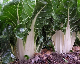 Swiss Chard Seeds - Organic, Heirloom, Open Pollinated, Non GMO - Grow Indoors, Outdoors, In Pots, Grow Beds, Soil, Hydroponics & Aquaponics