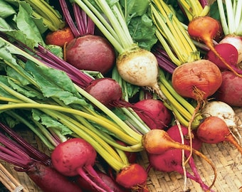 Colorful Beet Seeds - Organic, Heirloom, Open Pollinated, Non GMO - Grow Indoors, Outdoors, Pots, Grow Beds, Soil, Hydroponics & Aquaponics