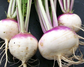 Turnip Organic Seeds - Heirloom, Open Pollinated, Non GMO - Grow Indoors, Outdoors, In Pots, Grow Beds, Soil, Hydroponics & Aquaponics