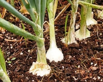 White Onion Seeds - Organic, Heirloom, Open Pollinated, Non GMO - Grow Indoors, Outdoors, In Pots, Grow Beds, Soil, Hydroponics & Aquaponics
