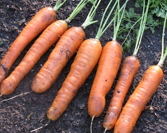 Garden Carrots Seeds - Organic, Heirloom, Open Pollinated, Non GMO - Grow Indoors, Outdoors, In Grow Beds, Soil, Hydroponics & Aquaponics