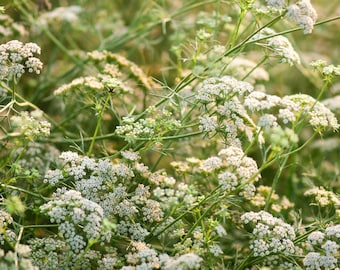 Cumin Organic Seeds - Heirloom, Open Pollinated, Non GMO - Grow Indoors, Outdoors, In Pots, Grow Beds, Soil, Hydroponics, Aquaponics