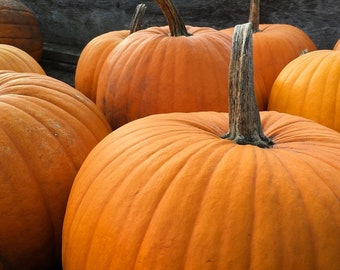 Pumpkin Big Max Seeds - biologisch, erfstuk, open bestoven, niet-ggo-vrij - binnen en buiten kweken, potten, kweekbedden, hydrocultuur en aquacultuur