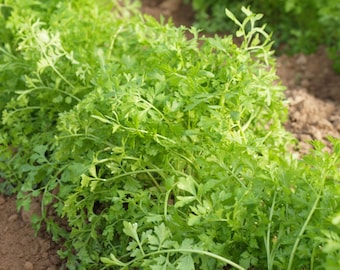 Cress Seeds - Organic, Heirloom, Open Pollinated, Non GMO - Indoors, Outdoors, In Pots, Grow Beds, Soil, Hydroponics & Aquaponics