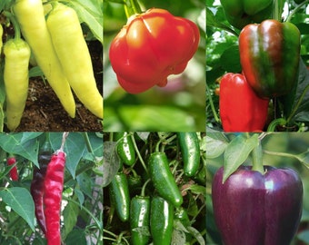 Pepper Organic Seed Kit - Sweet Banana, Habanero, Sweet Pepper, Cayenne, Jalapeño, Purple Pepper - Heirloom, Open Pollinated, Non GMO