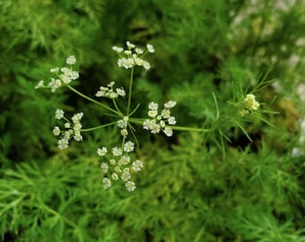 May include: A close-up of a cluster of small white flowers with green stems and leaves. The flowers are arranged in a circular pattern and have a delicate appearance.