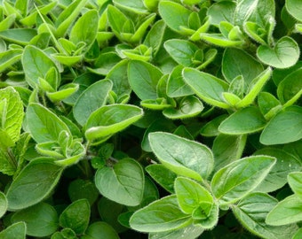 May include: A close-up view of a patch of green oregano growing in a garden. The leaves are lush and vibrant, with a slightly fuzzy texture.