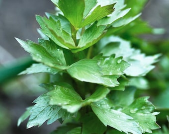 Libbstickaörtfrön - Ekologiska, arvsgods, öppet pollinerade, icke-GMO - Odla inomhus, utomhus, i krukor, odlingsbäddar, jord, hydroponik och akvaponik