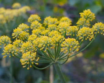 May include: A close-up of a cluster of yellow fennel flowers in bloom. The flowers are arranged in a delicate, feathery pattern, with the stems extending outwards from a central point.