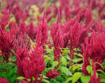 Amaranth-Samen - Organisch, Erbstück, offen bestäubt, nicht GMO - wachsen drinnen, draußen, in Töpfen, Zuchtbeeten, Erde, Hydroponik und Aquaponik