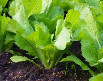 Mustard Greens Organic Seeds - Heirloom, Open Pollinated, Non GMO - Grow Indoors, Outdoors, In Pots, Grow Beds, Hydroponics & Aquaponics