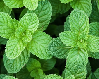 Spearmint Bio-Samen - Erbstück, offen bestäubt, nicht GMO - wachsen drinnen, draußen, in Töpfen, Zuchtbeeten, Erde, Hydroponik und Aquaponik