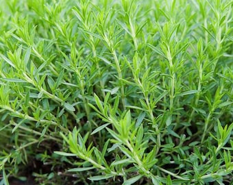 Estragon-Samen - Bio, Erbstück, offen bestäubt, nicht GMO - wachsen drinnen, draußen, in Töpfen, Zuchtbeeten, Erde, Hydroponik und Aquaponik