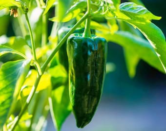 Poblano Pepper Organic Seeds - Heirloom, Open Pollinated, Non GMO - Grow Indoor, Outdoors, Pots, Grow Beds, Soil, Hydroponic, Aquaponic