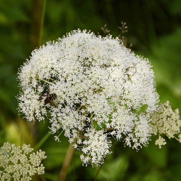 Angelica Herb Organic Seeds - Héritage, à pollinisation libre, sans OGM - À l’intérieur, à l’extérieur, en pots, en plates-bandes, en terre, en hydroponie et en aquaponie