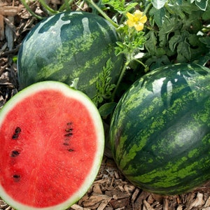 Watermelon Sugar Baby Organic Seeds - Heirloom, Open Pollinated, Non GMO - Grow Indoor, Outdoor, In Grow Beds, Soil, Hydroponics, Aquaponics
