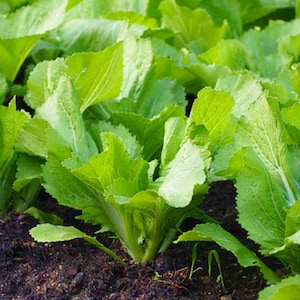 Mustard Greens Organic Seeds - Heirloom, Open Pollinated, Non GMO - Grow Indoors, Outdoors, In Pots, Grow Beds, Hydroponics & Aquaponics