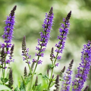 Könnte beinhalten: Nahaufnahme von blühenden lila Salbeiflowers. Die Blüten sind in Büscheln an hohen Stielen mit grünen Blättern angeordnet.