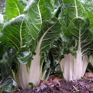 Swiss Chard Seeds - Organic, Heirloom, Open Pollinated, Non GMO - Grow Indoors, Outdoors, In Pots, Grow Beds, Soil, Hydroponics & Aquaponics
