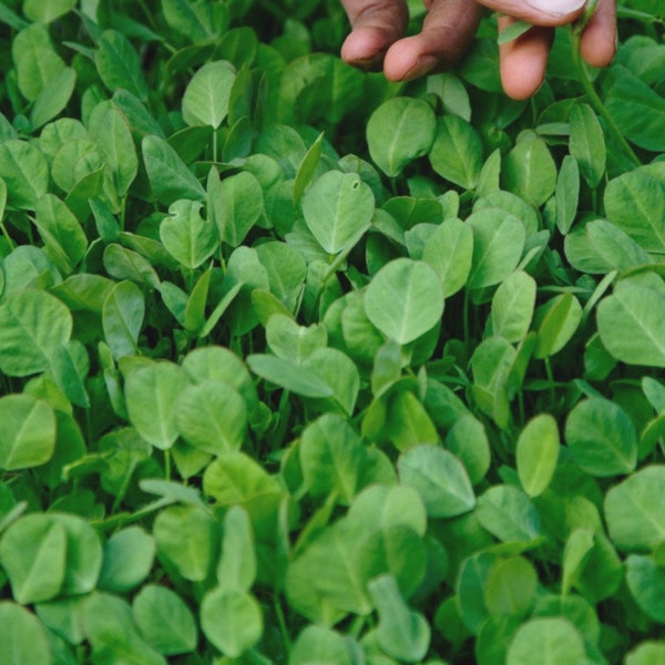 Fenugreek Organic Seeds - Heirloom, Open Pollinated, Non GMO - Grow Indoors, Outdoors, In Pots, Grow Beds, Soil, Hydroponics & Aquaponics