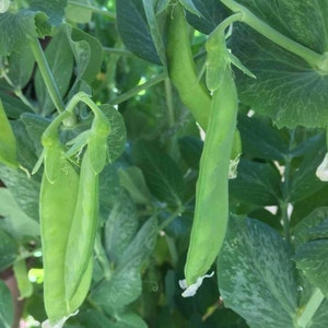 May include: Close-up of green pea pods growing on a vine. The pods are long and slender, with a slightly curved shape. The pods are attached to the vine by thin stems.