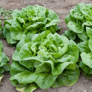 Buttercrunch Lettuce Organic Seeds - Heirloom, Open Pollinated, Non GMO - Grow Indoors, Outdoors, In Grow Beds, Soil, Hydroponics, Aquaponic