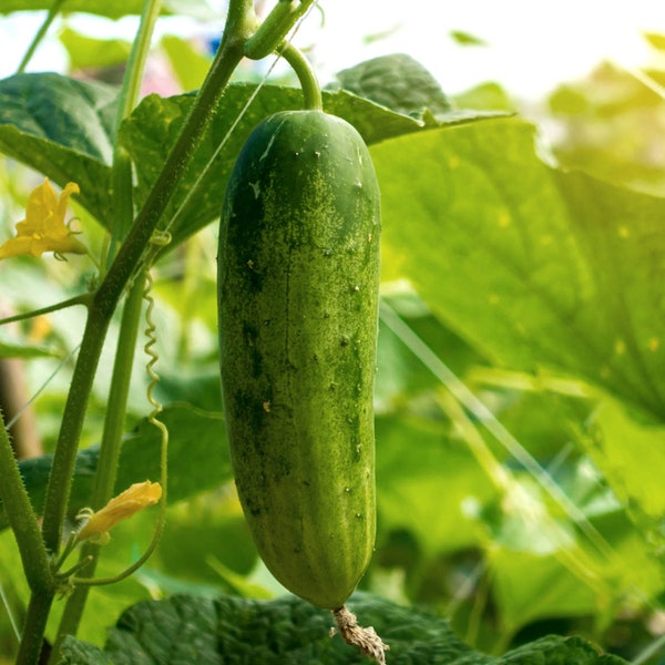 Cucumber Muncher Organic Seeds - Heirloom, Open Pollinated, Non GMO - Grow Indoors, Outdoors, Pots, Grow Beds, Soil, Hydroponics, Aquaponics