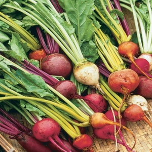 Colorful Beets Organic Seeds - Heirloom, Open Pollinated, Non GMO - Grow Indoors, Outdoors, Pots, Grow Beds, Soil, Hydroponics & Aquaponics