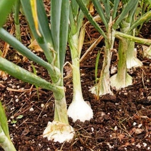 White Onion Seeds - Organic, Heirloom, Open Pollinated, Non GMO - Grow Indoors, Outdoors, In Pots, Grow Beds, Soil, Hydroponics & Aquaponics
