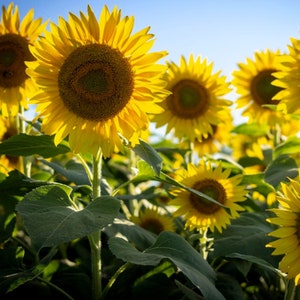 Sonnenblumen Mammutsamen - Organisch, Erbstück, offen bestäubt, nicht GMO - Wachsen drinnen, draußen, in Zuchtbeeten, Erde, Hydroponik und Aquaponik