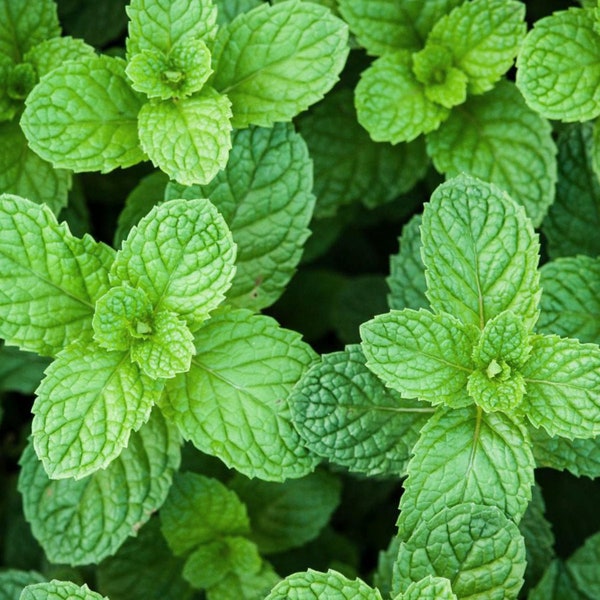 Spearmint biologische zaden - erfstuk, open bestoven, niet-GMO - binnen en buiten kweken, in potten, kweekbedden, bodem, hydrocultuur en aquaponics