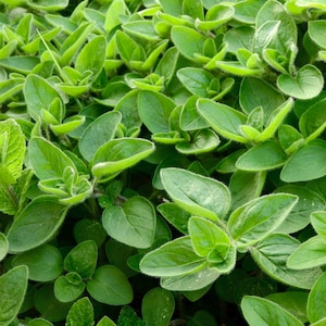 Marjoram Organic Seeds - Heirloom, Open Pollinated, Non GMO - Grow Indoors, Outdoors, In Pots, Grow Beds, Soil, Hydroponics & Aquaponics