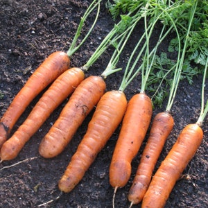 Garden Carrots Seeds - biologisch, erfstuk, open bestoven, niet genetisch gemodificeerd - binnen, buiten, in kweekbedden, aarde, hydrocultuur en aquacultuur
