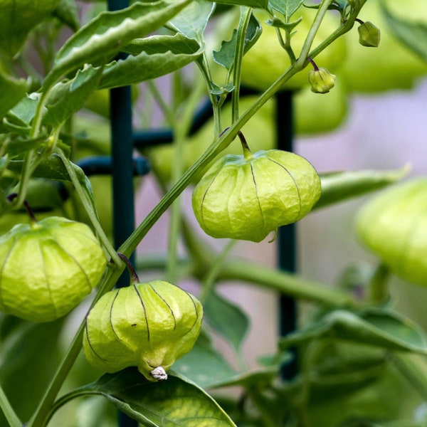 Green Tomatillo Organic Seeds - Heirloom, Open Pollinated, Non GMO - Grow Indoors, Outdoors, In Grow Beds, Soil, Hydroponics & Aquaponics