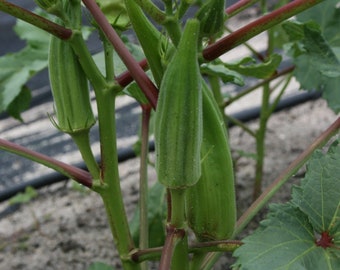 Okra Organic Seeds - Heirloom, Open Pollinated, Non GMO - Grow Indoors, Outdoors, In Pots, Grow Beds, Soil, Hydroponics & Aquaponics