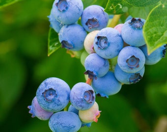 Blueberry Organic Seeds - Heirloom, Open Pollinated, Non GMO - Grow Indoors, Outdoors, In Pots, Grow Beds, Soil, Hydroponics & Aquaponics