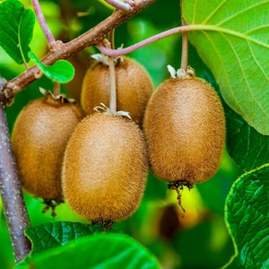 Kiwi Seeds - Organic, Heirloom, Open Pollinated, Non GMO - Grow Indoors, Outdoors, In Pots, Grow Beds, Soil, Hydroponics & Aquaponics