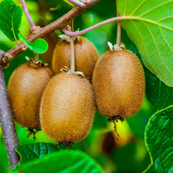 Kiwi Seeds - Organic, Heirloom, Open Pollinated, Non GMO - Grow Indoors, Outdoors, In Pots, Grow Beds, Soil, Hydroponics & Aquaponics