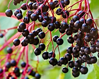 Semi biologici di sambuco - Cimelio, impollinati apertamente, non OGM - Coltivare all'interno, all'aperto, in vasi, letti di coltivazione, suolo, coltura idroponica e acquaponica