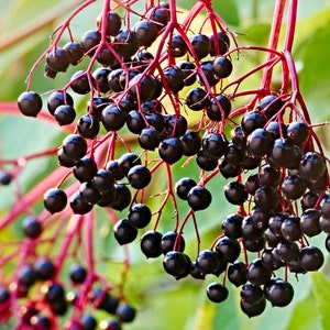 Elderberry Organic Seeds - Heirloom, Open Pollinated, Non GMO - Grow Indoors, Outdoors, In Pots, Grow Beds, Soil, Hydroponics & Aquaponics