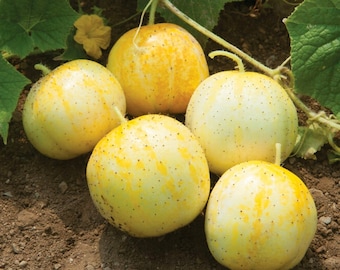 Lemon Cucumber Organic Seeds - Heirloom, Open Pollinated, Non GMO - Grow Indoors, Outdoors, In Pots, Grow Beds, Hydroponics & Aquaponics