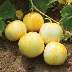 Lemon Cucumber Organic Seeds - Heirloom, Open Pollinated, Non GMO - Grow Indoors, Outdoors, In Pots, Grow Beds, Hydroponics & Aquaponics