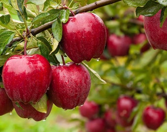 Semillas orgánicas de manzana - reliquia, polinización abierta, sin OGM - crecer en interiores, exteriores, en macetas, camas de cultivo, suelo, hidroponía y acuaponía