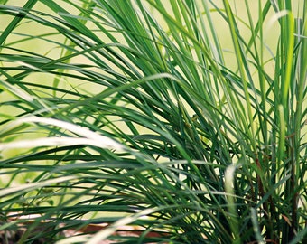 Lemongrass Seeds - Organic, Heirloom, Open Pollinated, Non GMO - Grow Indoors, Outdoors, In Pots, Grow Beds, Hydroponics & Aquaponics