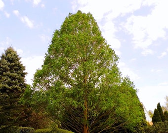 Dawn Redwood Tree Seeds - Heirloom, Open Pollinated, Non GMO - Grow Indoors, Outdoors, In Pots, Grow Beds, Soil, Hydroponics & Aquaponics